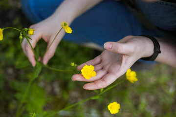 Hands touching yellow summer blossoming flower