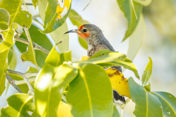 Red-headed Honeyeater in Queensland Australia