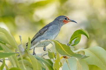 Red-headed Honeyeater in Queensland Australia
