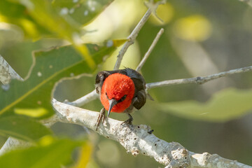Red-headed Honeyeater in Queensland Australia