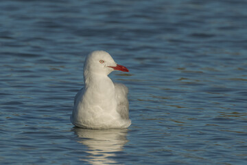 Silver Gull in Queensland Australia