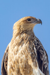 Whistling Kite in Queensland Australia