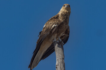 Whistling Kite in Queensland Australia