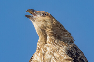 Whistling Kite in Queensland Australia