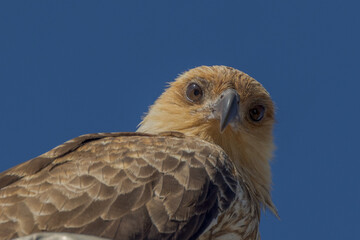Obraz premium Whistling Kite in Queensland Australia