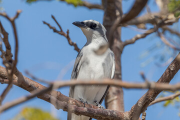 White-bellied Cuckooshrike in Queensland Australia