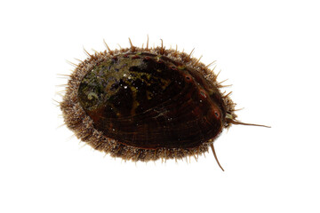 アワビ　クロアワビ　白バック