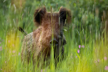 Wild boar, sus scrofa, hiding in grass on field in summer nature. Brown wild pig looking to the camera in tall grassland. Brown swine standing on meadow.