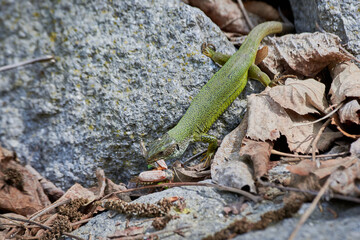 European green lizard (Lacerta viridis) feeding with a Cockchafer beetle (Melolontha melolontha)