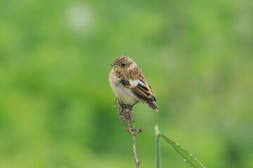 A young stonechat standing in the dark green