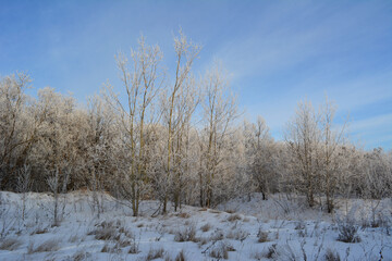 Beautiful winter wildlife photography. Dry grass bushes stand out beautifully in the snow. Тrees covered with frost are illuminated by sun. Forest edge. Light translucent clouds on blue sky. Christmas