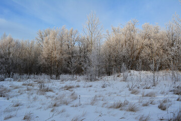 Snow-covered dry blades of grass and dry inflorescences against  background of forest edge. Tops of the frosty trees are illuminated by sun. Light almost transparent clouds on a sunny blue sky.