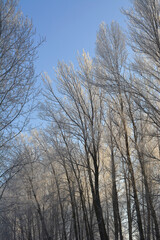 The dark silhouettes of poplars with frost-covered branches against the backdrop of sunlit trees. Beauty in nature. Sunny blue sky. Winter photography. Christmas.