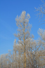 Frosty trees in a winter forest against a sunny blue sky. Beautiful vertical photography.