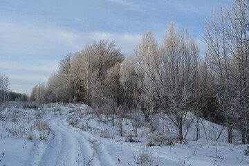 Fototapeta na wymiar A road through a snow-covered field leads to a winter forest. The trees are covered with frost. There are light whitish clouds in the blue sky. Beauty in nature. The photo.