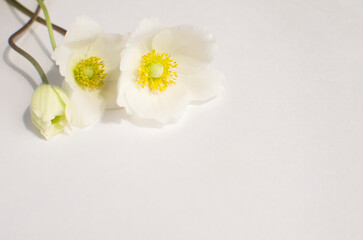 Obraz premium A white flower lies on a light surface