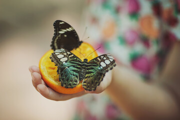 Butterflies sitting on the hand of a child. Close up of several beautiful vivid brown and blue...