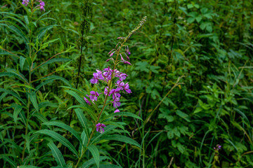 A great willowherb bloom with morning dewdrops.