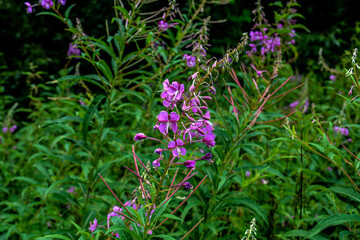 Obraz premium A great willowherb bloom with morning dewdrops.