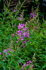 A great willowherb bloom with morning dewdrops.