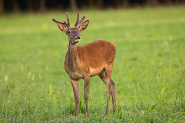 Red deer, cervus elaphus, with velvet antlers standing on grassland. Brown stag grazing on meadow in summertime. Male mammal looking on green field in summer.
