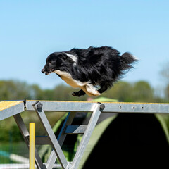 berger des shetland en agility