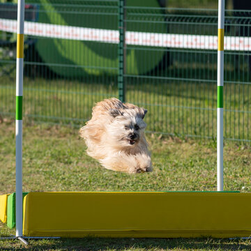 berger des pyr&eacute;n&eacute;es en agility