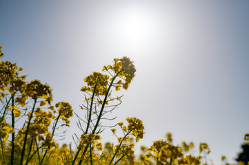 菜の花と太陽