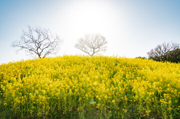 Obraz premium 菜の花畑