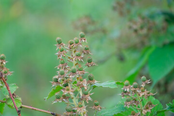 a lot of green unripe wild blackberries grow on branch of a blackberry bush in the forest, wild raw berry