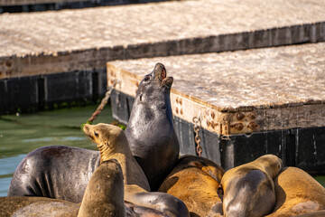 Sea ​​lions roar at each other.