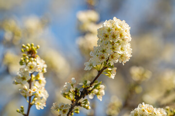 White flowers on apple tree. Blooming apple tree in spring. 