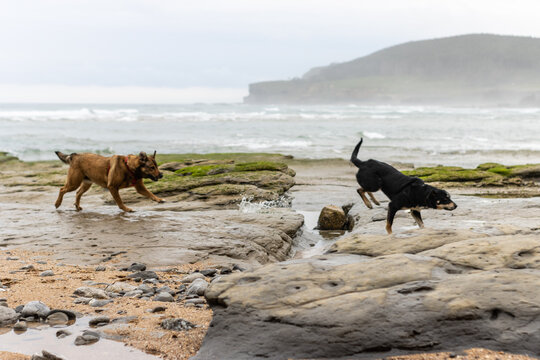 image of two dogs playing and running on the beach