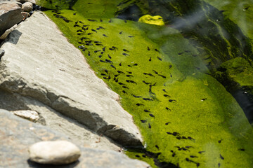 Frog tadpole under the surface near the stones.