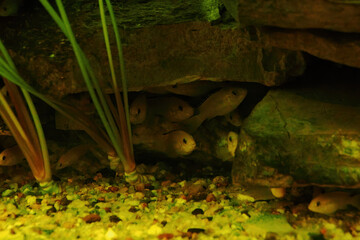 Obraz premium Yellow fish huddle under a stone.