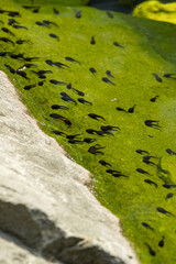 Frog tadpole under the surface near the stones.