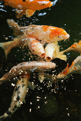 Koi carp at the surface of the water.