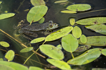 Green frog on the surface with leaves.