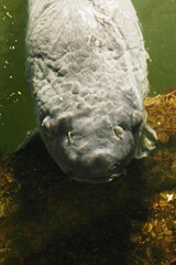 A large adult carp at the surface of the water.