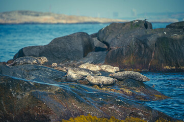 Seehunde vor der Küste Göteborgs
