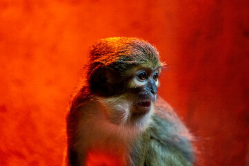 Mandrill Affe