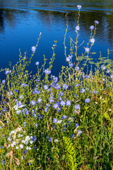 View of flowering chicory (Cichórium) by the water's edge on a sunny day.
The blue flowers open only in sunny weather. A plant used in the food industry and folk medicine.