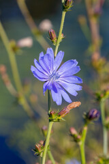 View of flowering chicory (Cichórium) by the water's edge on a sunny day.
The blue flowers open only in sunny weather. A plant used in the food industry and folk medicine.
