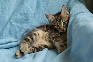 Portrait, grey striped kitten, cute domestic pet, blue background