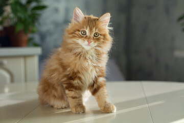 Obraz premium Portrait, red-haired, ginger kitten, cute domestic pet, home background