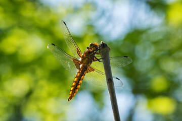 A female dragonfly flaps on top of a twig.