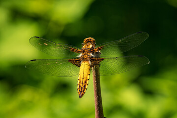 A female dragonfly flaps on top of a twig.