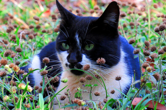 Gato preto e branco, frajolinha.