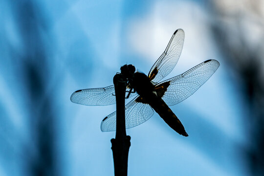A female dragonfly flaps on top of a twig.