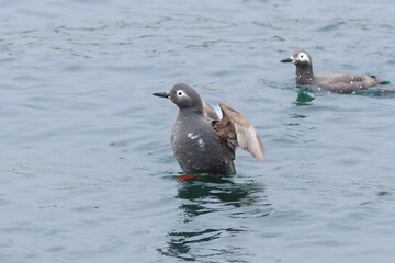 Spectacled guillemot standing on the surface of the sea and spreading its wings